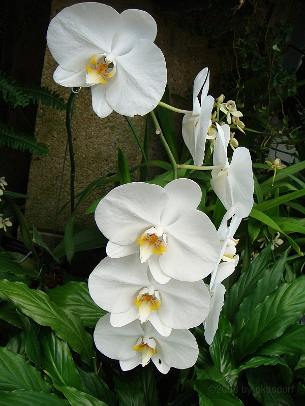 384 Longwood Gardens [2008 August 23].JPG - Longwood Gardens in Pennsylvania